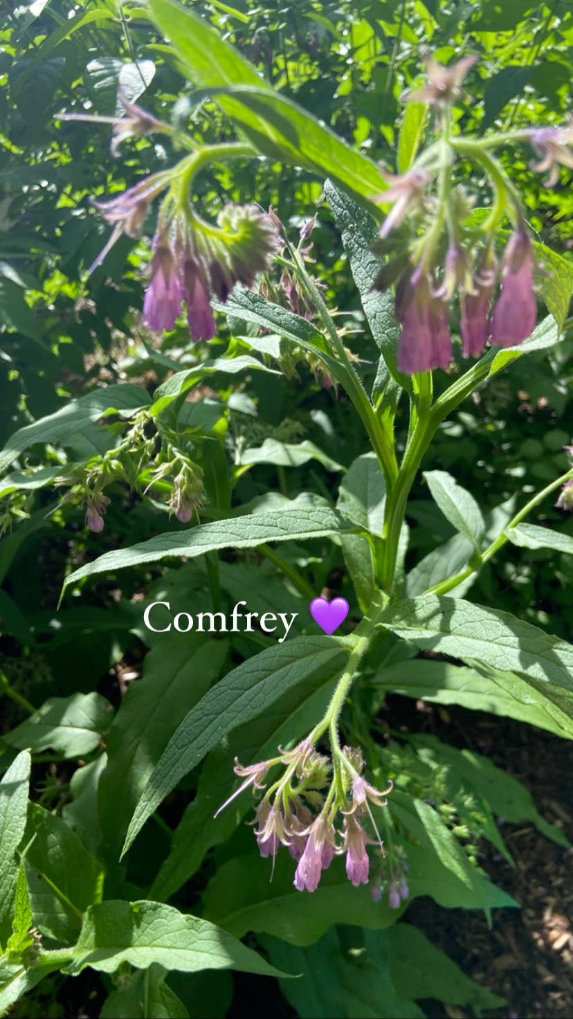 Comfrey herbal oil