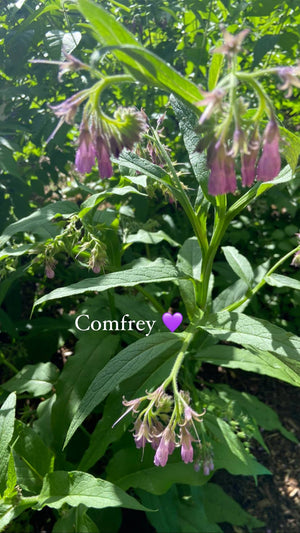 Comfrey herbal oil