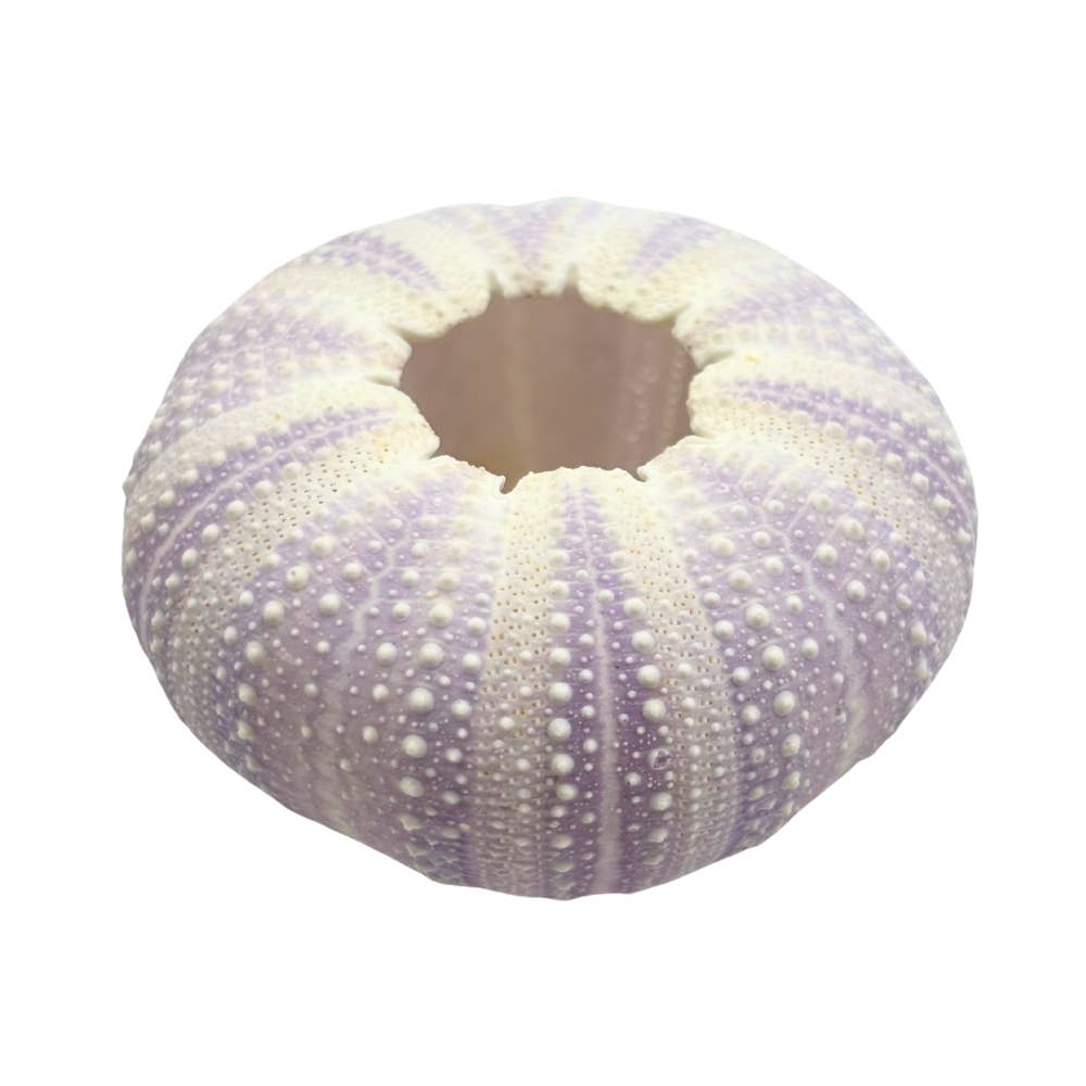 Violet Urchin