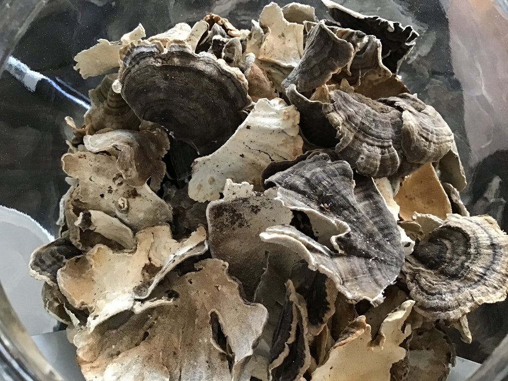 Turkey Tail Mushroom