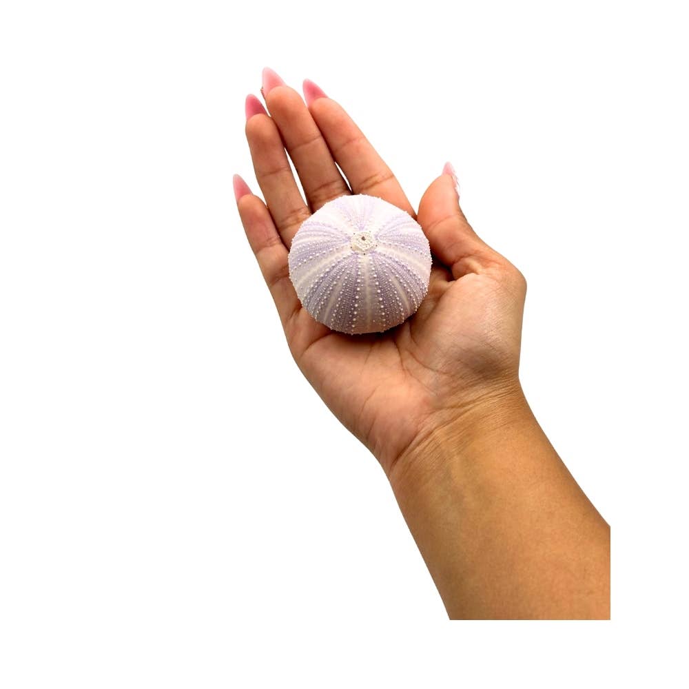 Violet Urchin