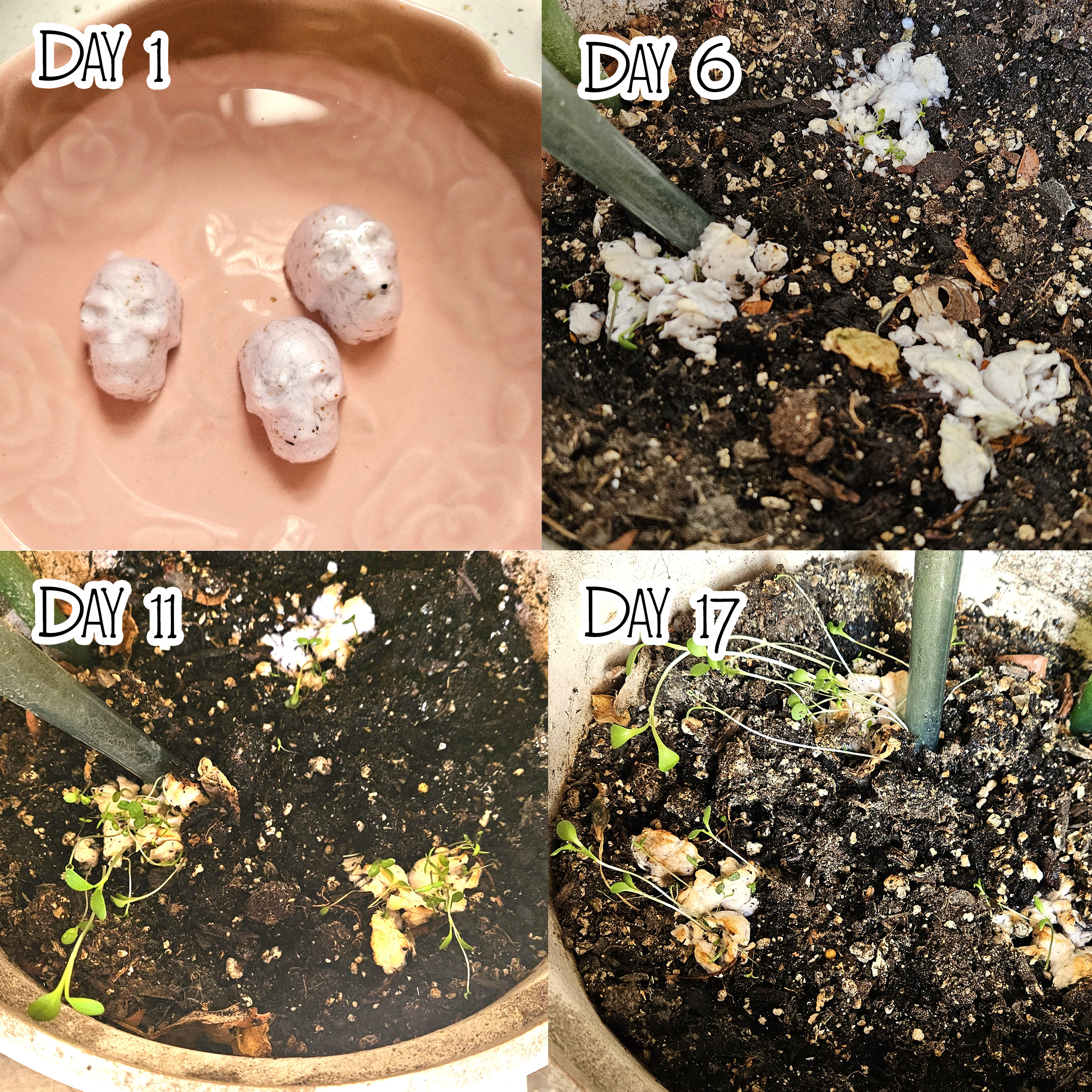 4 Pack Brown Plantable Paper Skulls Skull Seed Bombs