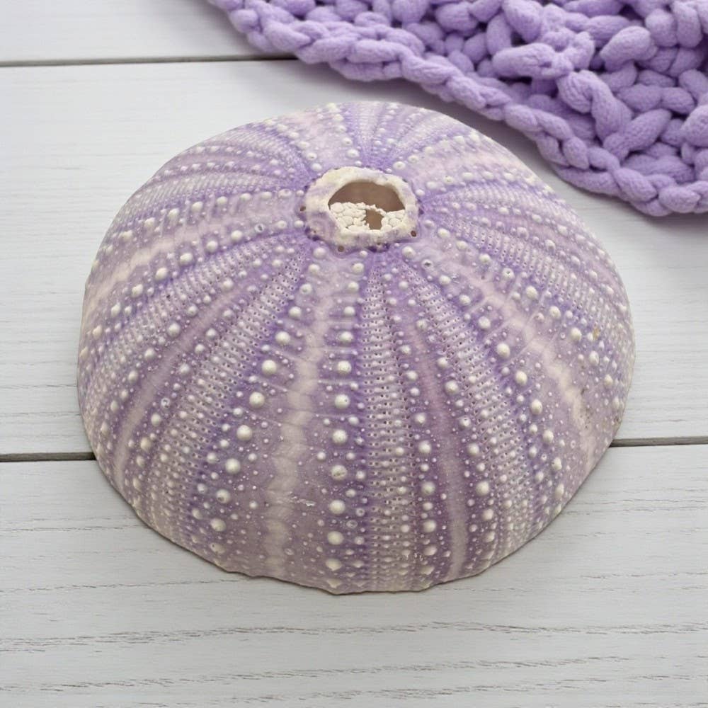 Violet Urchin