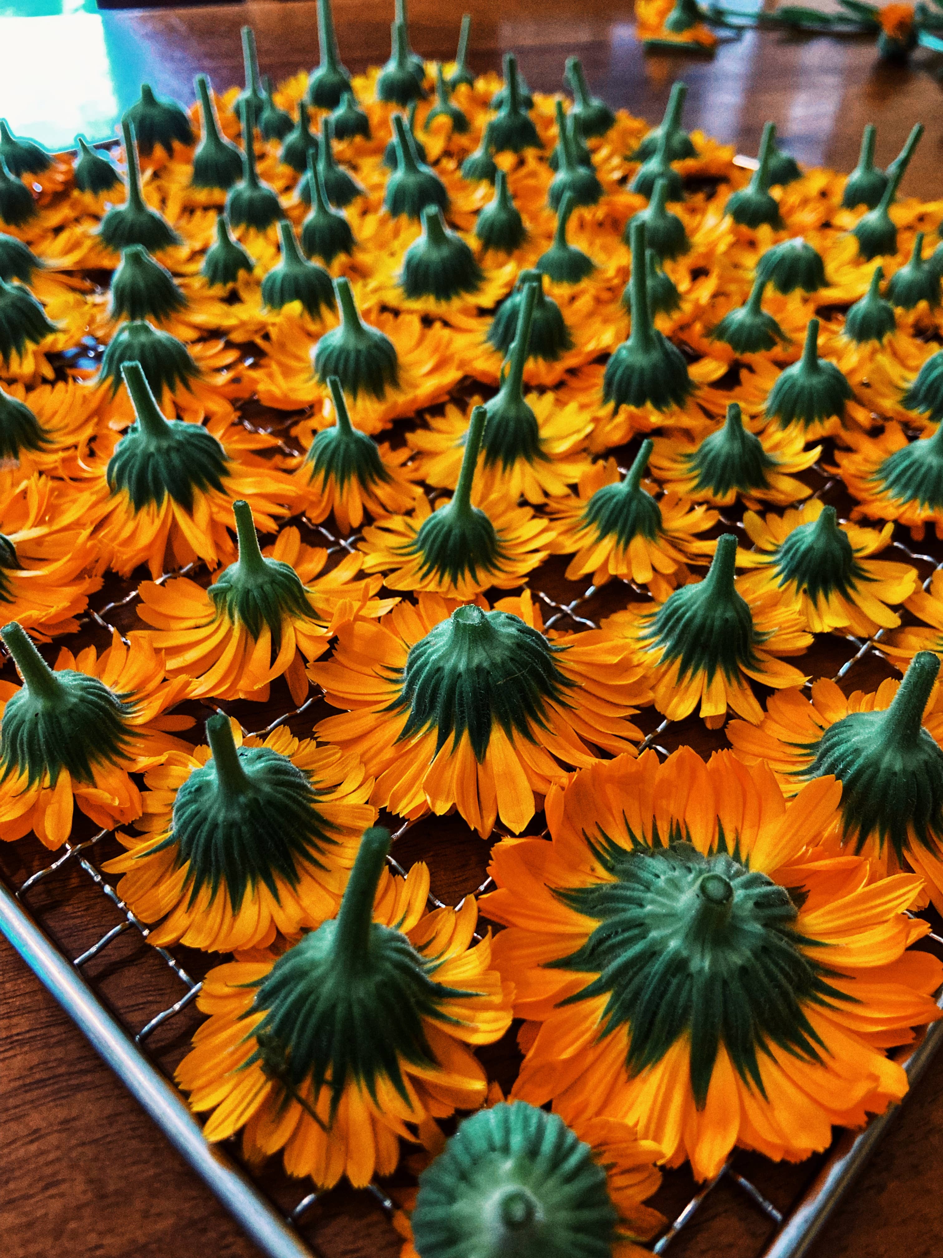 The Ultimate herbal salve: 1 oz