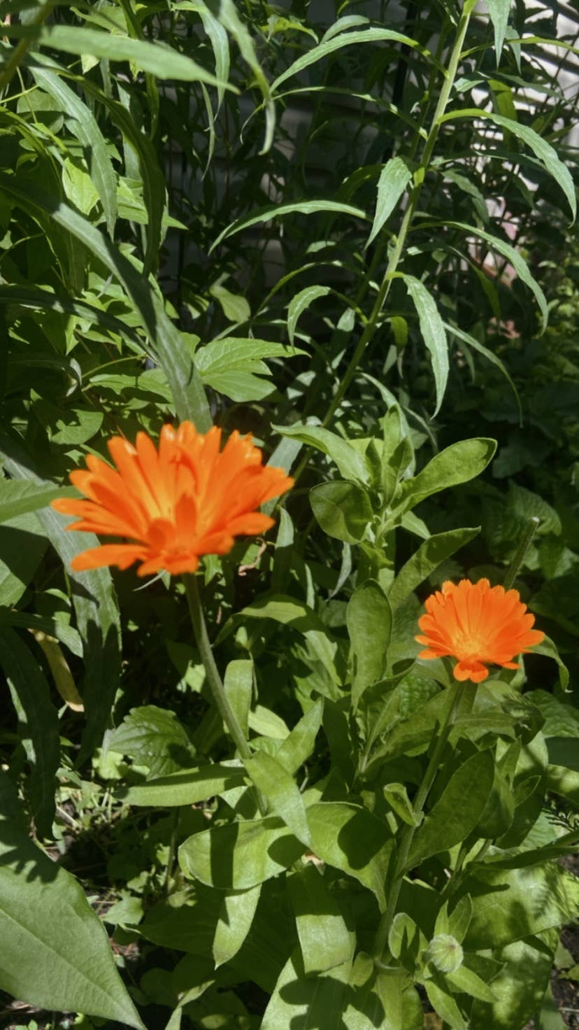 Muscle & Joint warming herbal salve: 1 oz