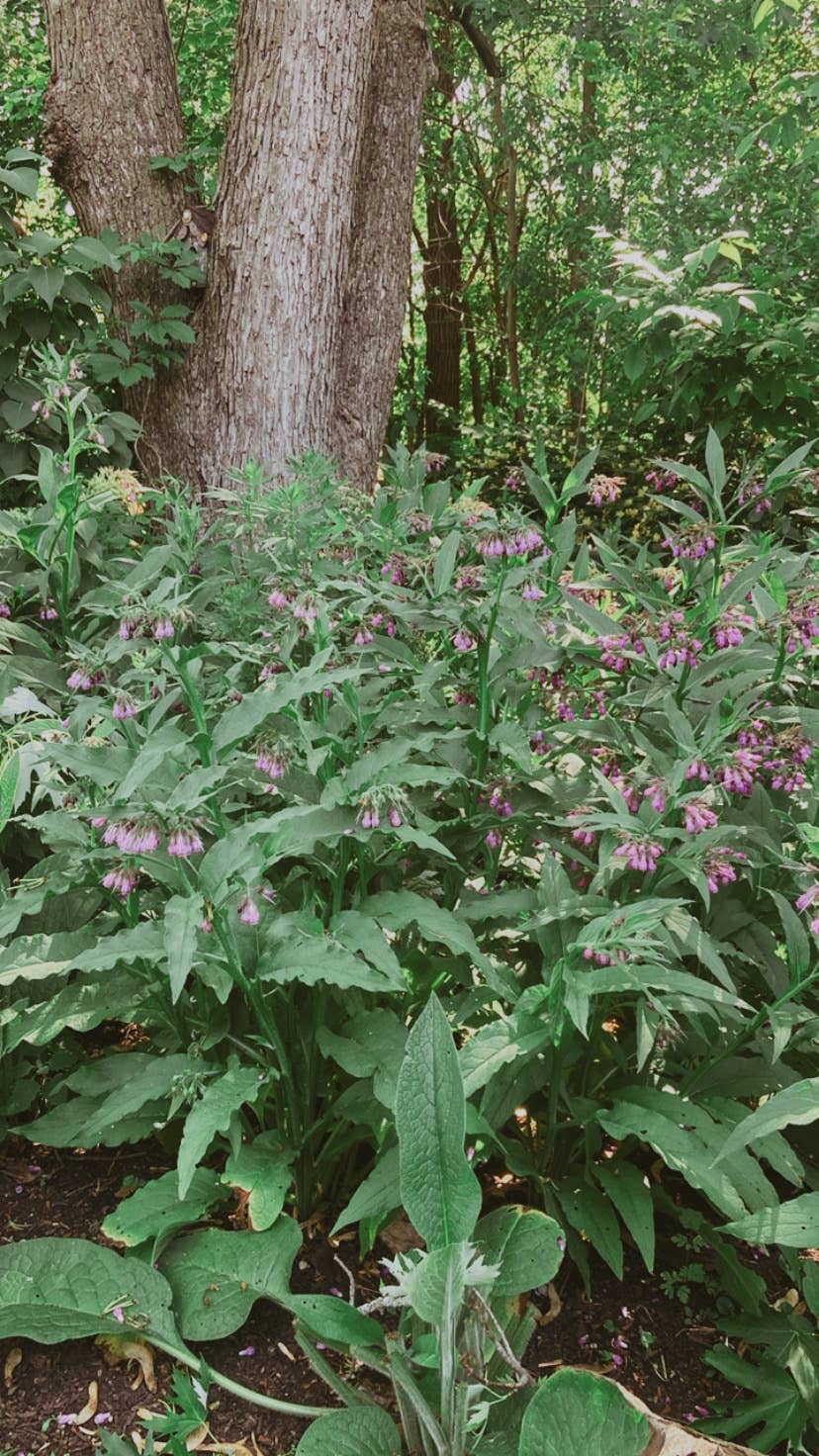 Muscle & Joint warming herbal salve: 1 oz