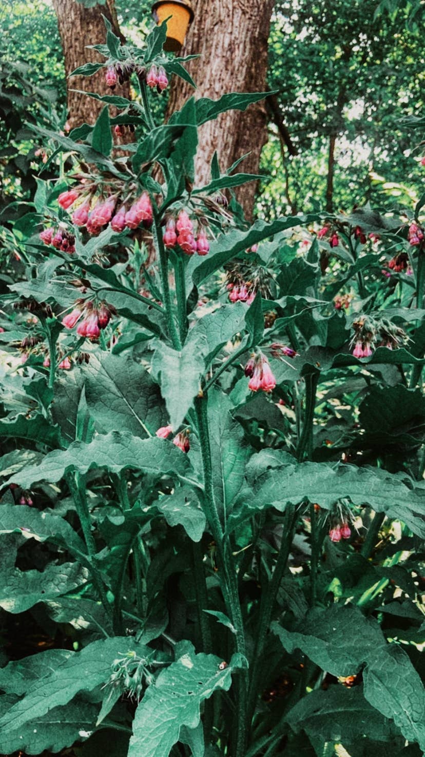 Regenerative Elixir herbal salve: 1 oz