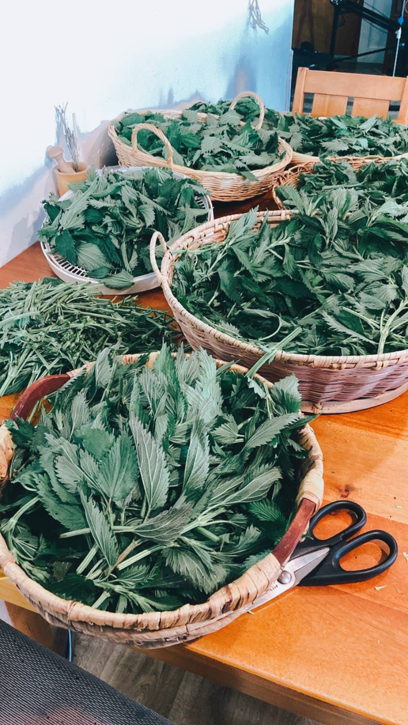 Rosemary Mint & Nettle herbal hair oil