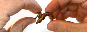 Bighorn Sheep: None / Sterling Silver