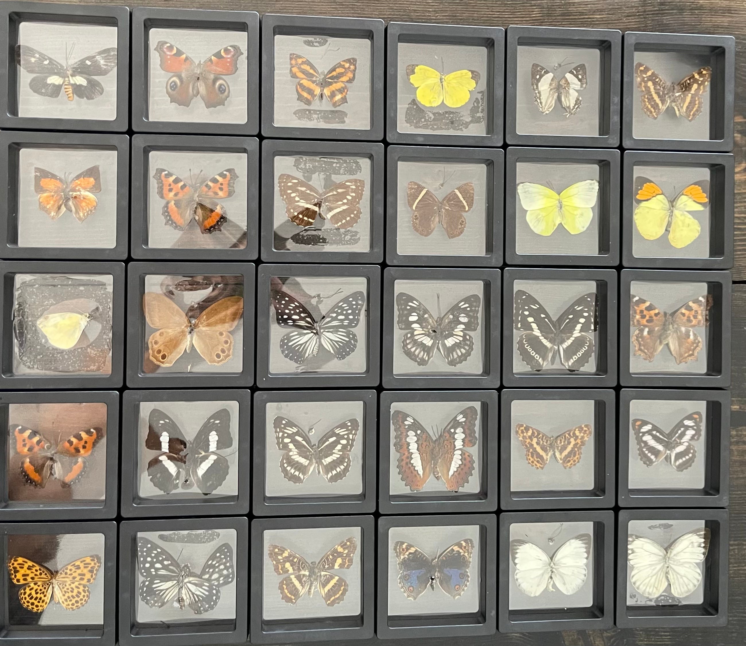 Assorted Butterflies