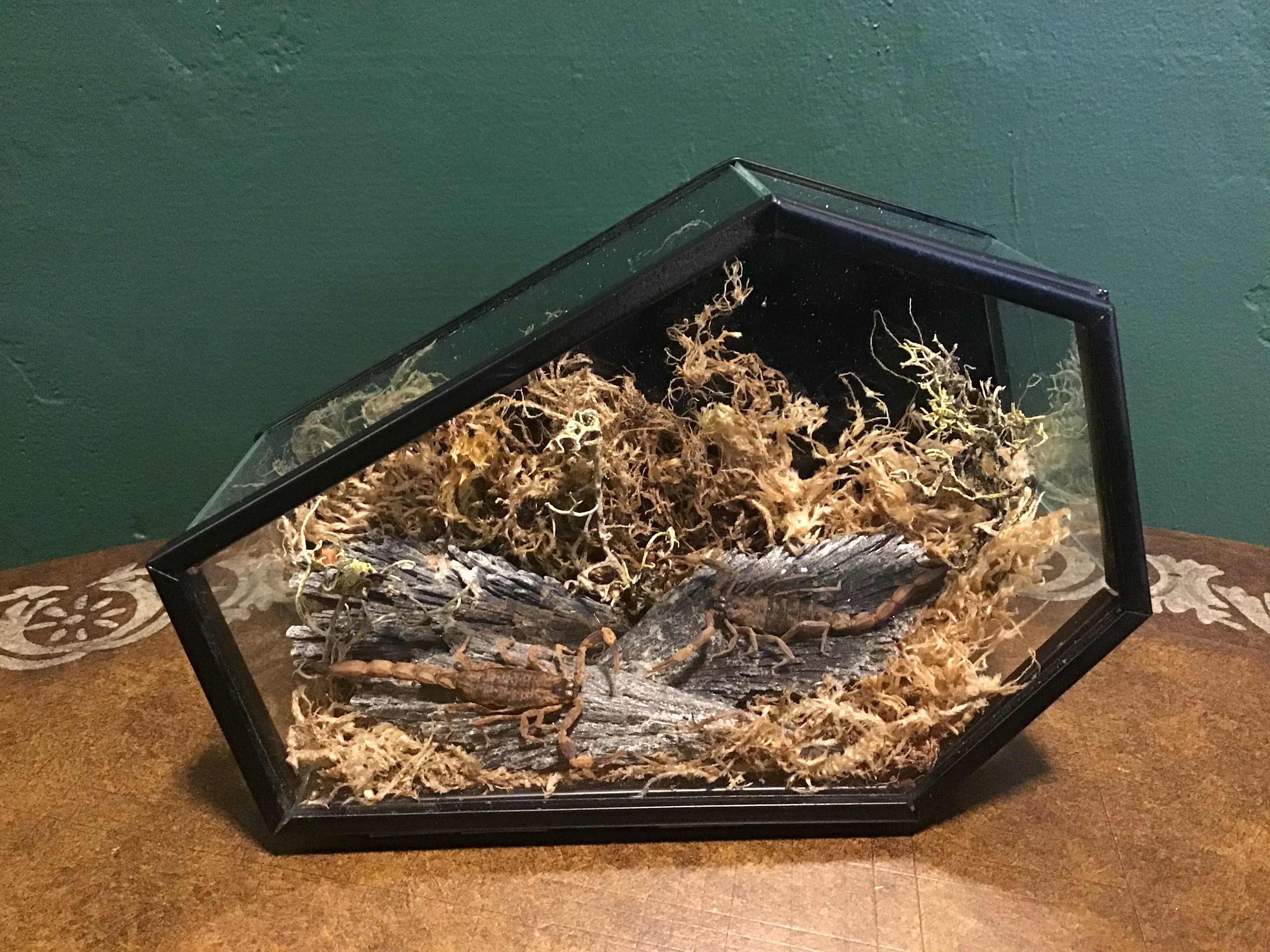 Two Scorpions in Glass Coffin Case