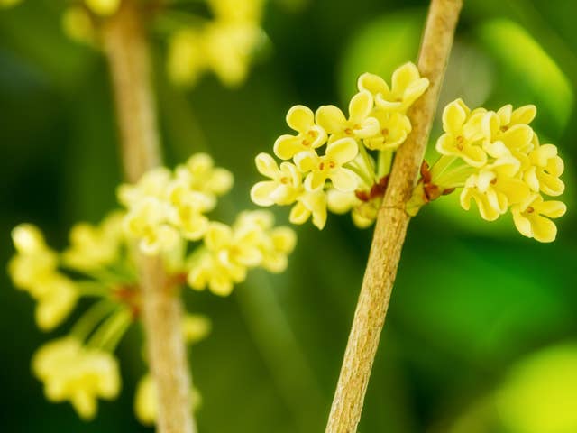 Osmanthus Flower