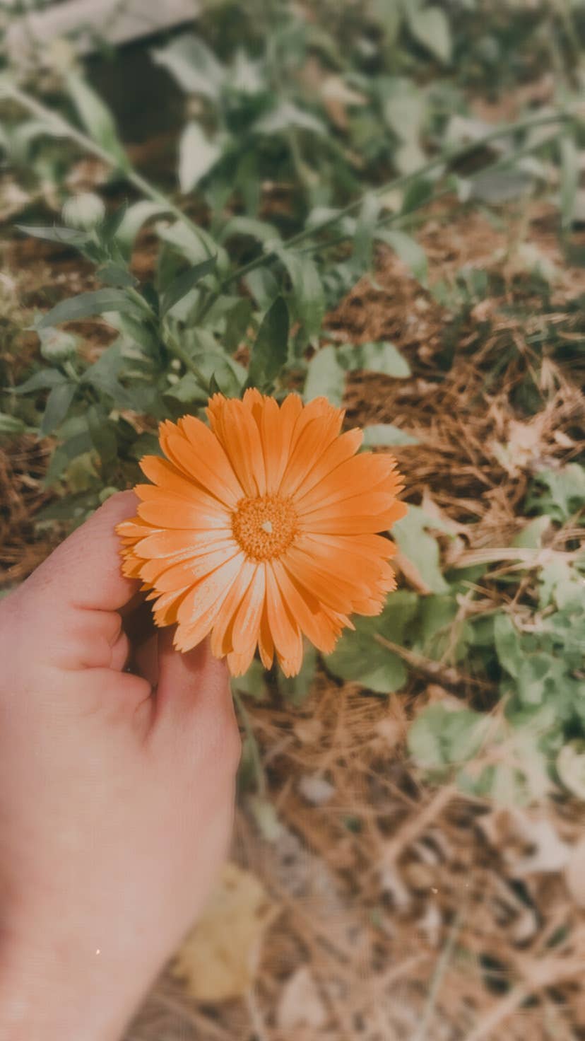 Regenerative Elixir herbal salve: 1 oz