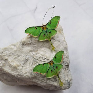 Acrylic Luna Moth Hoop Earrings